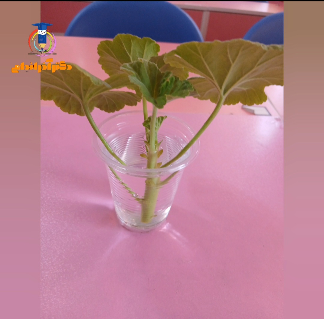 دوم رز قلمه زدن شمعدانی